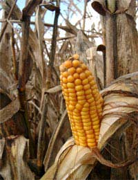 Sweetcorn Soup Gluten Free Gluten Free